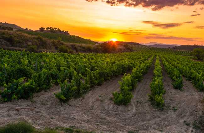 World’s Best Vineyards: Estas cuatro bodegas españolas se encuentran en el top mundial