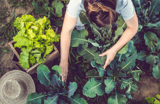 Productos convencionales VS ecológicos: una nutricionista nos explica cuáles son mejores