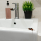 Cucaracha en el baño