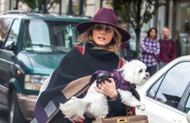 El bolso en el que Olivia Palermo lleva a su perro también es de lujo (pero  de una marca solo para mascotas)